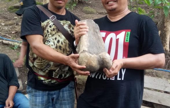 Fosil Gajah Purba Ditemukan di Indramayu
