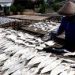 Produksi Ikan Asin menurun