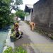 Bhabinkamtibmas Ds Mertasinga polsek gunung jati Polres Cirebon Kota Aiptu carsa kerja bhakti dgn warga