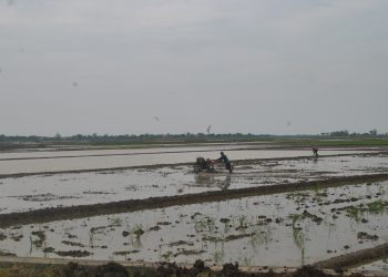 Petani Indramayu Kebut  Tanam