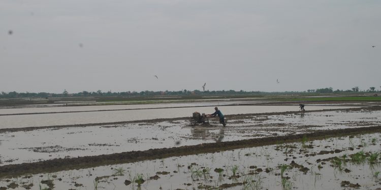 Petani Indramayu Kebut  Tanam