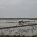 Petani Indramayu Kebut  Tanam