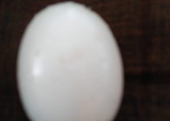 Telur Burung Dara Ajaib