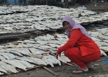 Jemur Ikan Asin Untuk mengawetkan hasil tangkapan agar tetap bisa dijual, para nelayan di Eretan Indramayu mengolah ikan segera menajdi ikan asin. Salah satu yang masih menjadi primadona adalah ikan asin jamal. Tampak proses pengeringan Minggu (3/5) dengan di jemur ditengah terik matahari. **( ichsan/ pelita news)