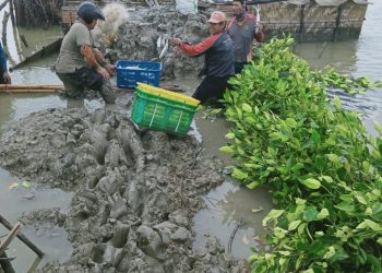 BANJIR ROB - Dampak banjir rob puluhan ribu hektar tambak di Kabupaten Indramayu terendam. Tampak, petambak di Desa Cangkring Kecamatan Cantigi memanen sisa bandeng yang ada di lahan tambak pasca banjir rob. pelitanews/dok dpd knti indramayu