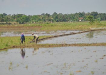 Jasa Pompanisasi  Dibutuhan Petani saat Musim Tanam Gadu
