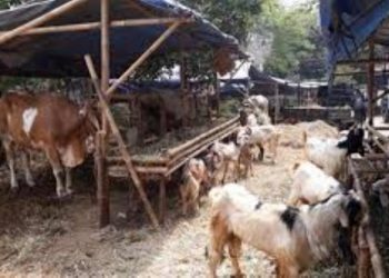 Jelang Idul Adha Penjual Hewan Kurban, Keluhkan Sepi Pembeli