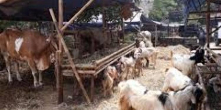 Jelang Idul Adha Penjual Hewan Kurban, Keluhkan Sepi Pembeli