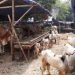 Jelang Idul Adha Penjual Hewan Kurban, Keluhkan Sepi Pembeli