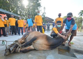 Pertamina Salurkan Daging Kurban Untuk Masyarakat Sekitar Kilang Balongan