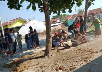 Perum GKBI Regency Kurban 1 Ekor Sapi Dan 2 Ekor Kambing