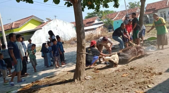 Perum GKBI Regency Kurban 1 Ekor Sapi Dan 2 Ekor Kambing