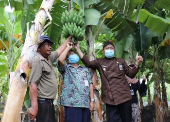 Wakil Bupati Brebes : Jadikan Pisang Komoditas Utama Losari