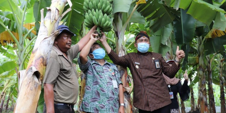 Wakil Bupati Brebes : Jadikan Pisang Komoditas Utama Losari