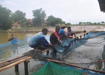 Akibat Ancaman “Limpas” Petambak Pantura, Pilih Panen Dini