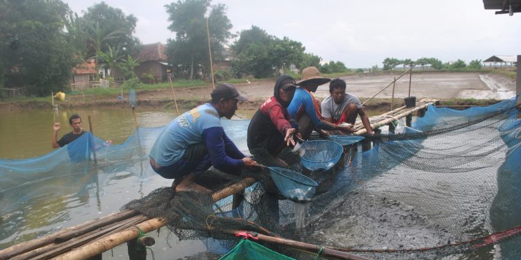 Akibat Ancaman “Limpas” Petambak Pantura, Pilih Panen Dini