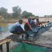 Akibat Ancaman “Limpas” Petambak Pantura, Pilih Panen Dini