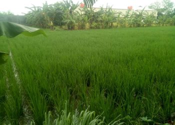 Pupuk Bersubaidi Menghilang, Petani Mengeluh