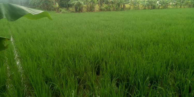 Pupuk Bersubaidi Menghilang, Petani Mengeluh