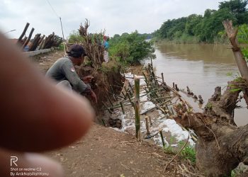 Tanggul Sungai Cisanggarung Kritis,Karung Penahan Air Setinggi 2 Meter  Lebih Hanyut