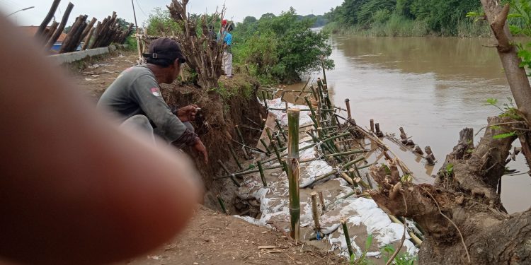 Tanggul Sungai Cisanggarung Kritis,Karung Penahan Air Setinggi 2 Meter Lebih Hanyut