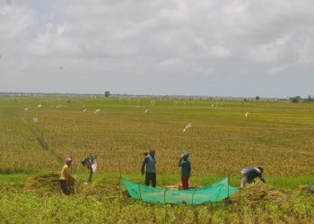 Hindari Kerugian, Petani Pantura Terpaksa Panen Lebih Awal