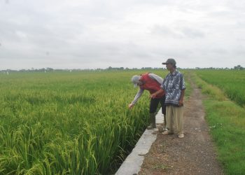 Indramayu Lumbung Padi Jabar Persoalan Petani Harus Tuntas
