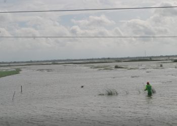 Rendaman Banjir Belum Surut Petani Pantura Tunda Proses Tanam