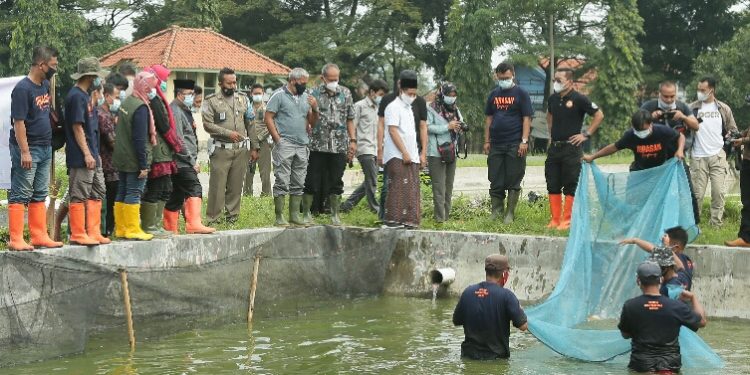 BUPATI CIREBON HADIRI PANEN RAYA BUDIDAYA IKAN
