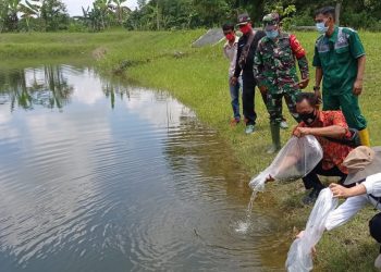 Disnakan Bojonegoro Tebar Ribuan Benih Ikan Tawar di Lokasi TMMD Reguler