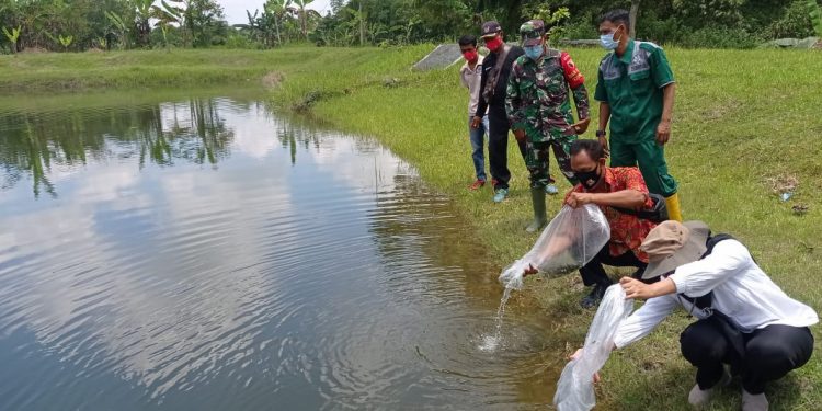 Disnakan Bojonegoro Tebar Ribuan Benih Ikan Tawar di Lokasi TMMD Reguler