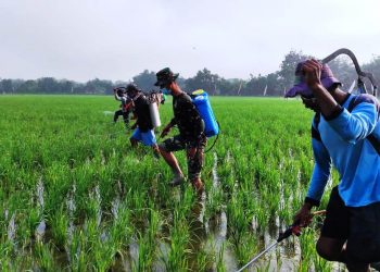 Anggota Satgas TMMD Reguler Bojonegoro Terjun ke Sawah Basmi Hama Wereng