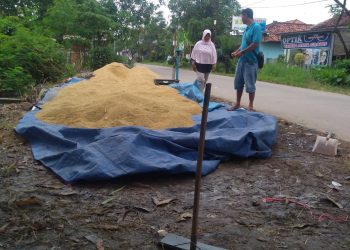 Harga Gabah Anjlok, Petani Indramayu Menjerit