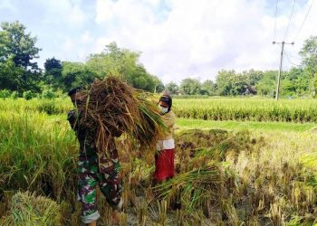 Petani Jatimulyo Bojonegoro Sangat Terbantu Adanya TMMD Reguler
