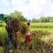 Petani Jatimulyo Bojonegoro Sangat Terbantu Adanya TMMD Reguler