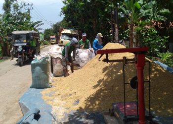 Panen Padi Normal di Indramayu