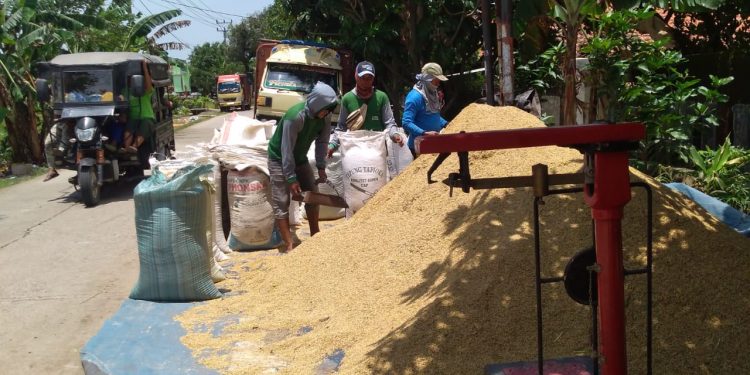 Panen Padi Normal di Indramayu