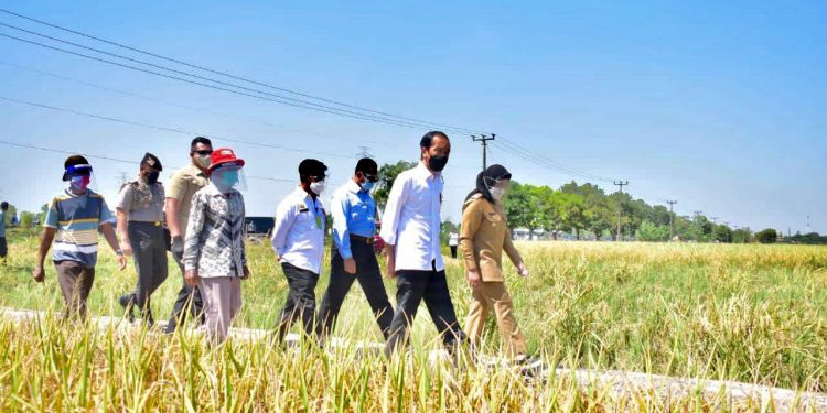 Presiden Jokowi : Senang Produktivitas Padi Bagus Dan Harga Gabah Tinggi