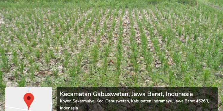 Pemkab Indramayu Tengah Berjuang Atasi Kekeringan