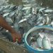 Kawasan Cirata Panen Raya Harga Ikan Nila “Pantura “ Anjlok