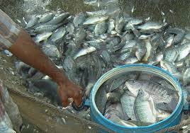 Kawasan Cirata Panen Raya Harga Ikan Nila “Pantura “ Anjlok