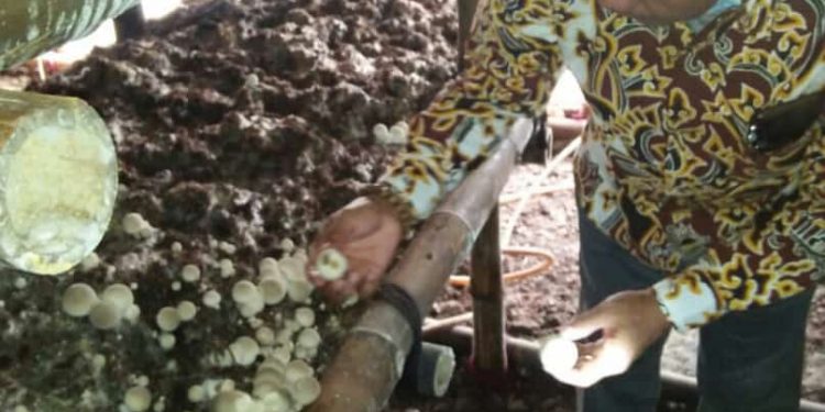PANEN PERDANA JAMUR MERANG BUMDES BINTANG MUDA DESA DANAWINANGUN
