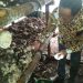 PANEN PERDANA JAMUR MERANG BUMDES BINTANG MUDA DESA DANAWINANGUN