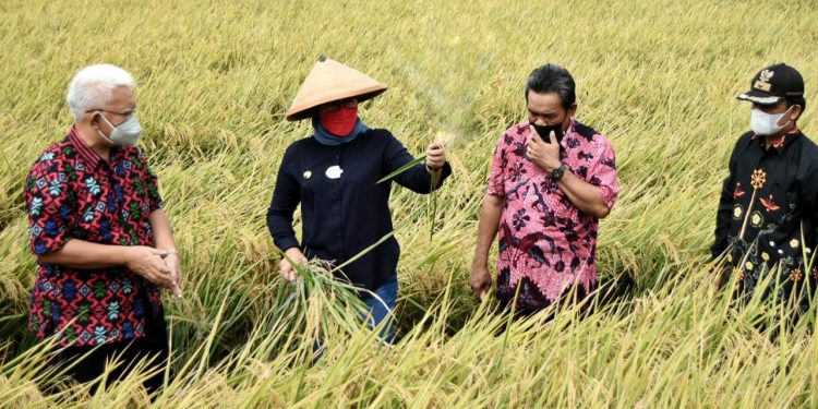 Bupati Hadiri Panen Raya di Kecamatan Sindang