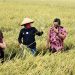 Bupati Hadiri Panen Raya di Kecamatan Sindang