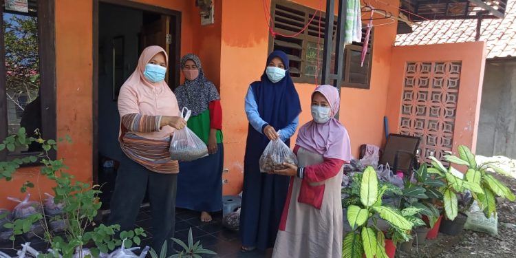 KEMENTERIAN PERTANIAN RI BERI BANTUAN BIBIT JAHE MERAH KEPADA KWT BINA SEJAHTERA DESA SINDANGJAWA