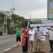 Jalur Utama Pantura Cirebon Ditanami dan Dihiasi Pohon Tabebuya