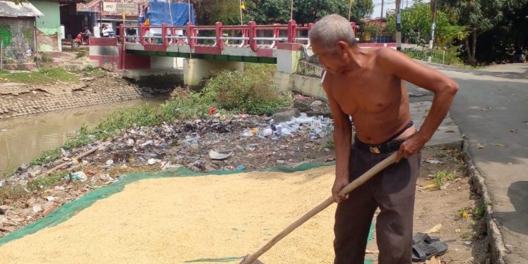 Oase ditengah  Pandemi Covid 19 Petani Indramayu Mulai Menikmati Panen Gadu