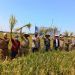 Kendalikan Wereng Gunakan Buah Sirih Hutan, Petani Desa Kedokanbunder Wetan Jadi Percontohan Nasional
