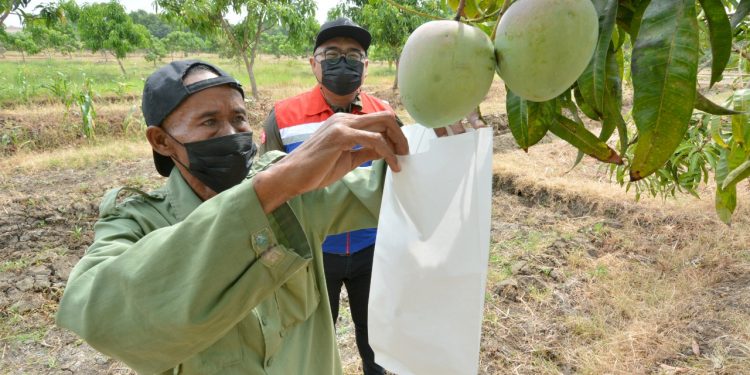 Targetkan Panen Satu Ton, CSR Kilang Balongan Lakukan Perawatan Kebun Mangga Agrimania